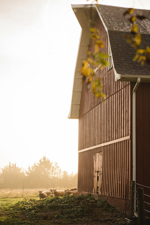 Sheep_beneath_barn_Winterset
