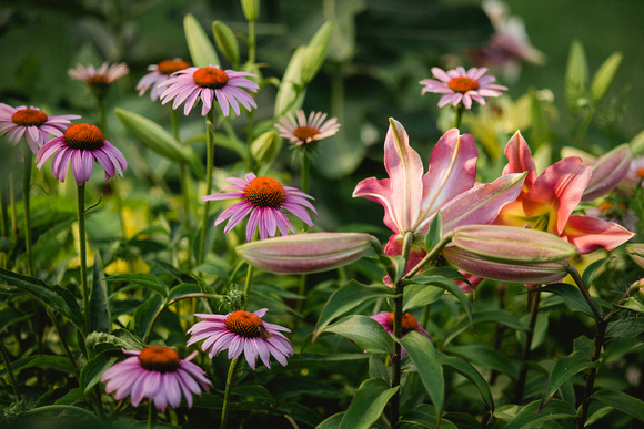 Pollinator_Garden_T-Yaeger